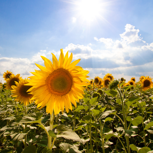 Mental Health Benefits of Sunshine | Oona Wellness Group