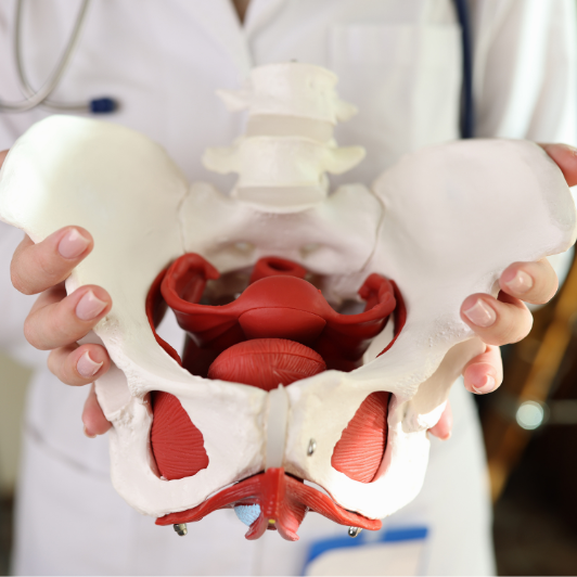 pelvic floor diagram | pelvic floor muscles | what is a pelvic floor?